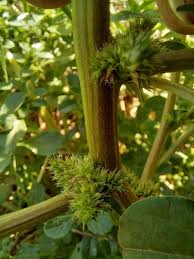 Image result for Amaranthus thunbergii