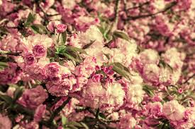 Blossom / blossomed / blossomed / blossoming / blossoms. Free Pink Blossomed Sakura Flowers On Blured Background Stock Photo Freeimages Com