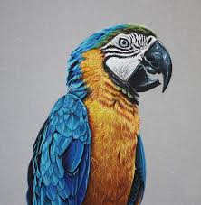 25 Stunning Hyper Realistic Drawings And Video Tutorials By Marcello Barenghi Realistic Drawings Bird Drawings Colorful Drawings