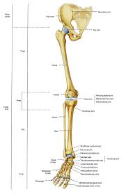 The bones together make up the hip. Bones In The Human Body Human Body Bones Name