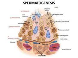 Tahapan perkembangan pada masa embrio. Spermatogenesis Pengertian Faktor Tahapan Dan Fungsi Terlengkap