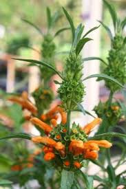 Image result for Leonotis decadonta
