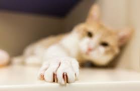 Can you shave a cat? Cat Grooming Tips Aspca