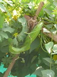 Image result for Psophocarpus