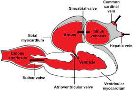 Blood enters the atrium after circulating through the fish, leaving it poorly oxygenated. The Cardiovascular System Sciencedirect