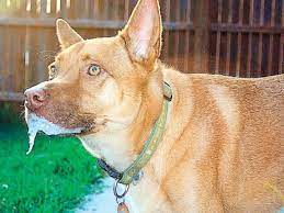 6 Motivos Por Los Que Mi Perro Vomita Espuma Blanca Wakyma Perros Espuma Motivo