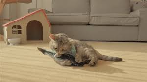 Cat durable tough chew toys packing :1 pc/opp bag packing origin: Floppy Fish Cat Toys Not Just Another Cat Toy It S Smart