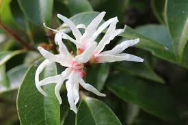 Image result for Trichocladus