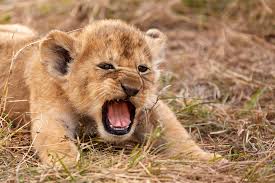 Great prices and selection of pictures lion. Amazing Photo Of Lion Cub Shows Simba Lookalike Letting Out Its First Roar