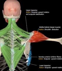 Lateral Raise To Build Your Shoulders Benefits Variations Anatomy