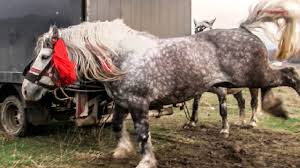 Trasura de vanzare moldovita, suceava. Targ Cu Cai De Tractiune 2018 Suceava Solca Youtube