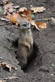U červených domků 3529, 695 01 hodonín, česká republika. Zoo Hodonin Otevira Brany Navstevnikum Mesto Hodonin