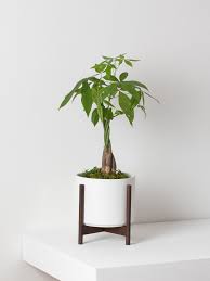 Maybe you would like to learn more about one of these? How To Care For And Grow Your Braided Money Tree Plant Care Tips And More La Residence