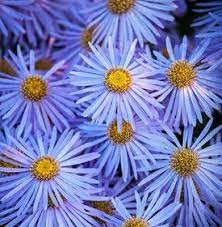 Asters How To Grow Care And Design With These Fall Flowers Garden Design Flower Garden Design Flower Garden Layouts Fall Flowers Garden