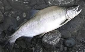 Det er registrert pukkellaks i samtlige av vassdrag som er undersøkt. Nyhet Fiske Over Ti Tonn Pukkellaks Fisket I Ar