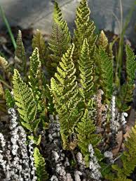 Image result for Cheilanthes inaequalis