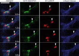 Check spelling or type a new query. Formation And Maintenance Of The Golgi Apparatus In Plant Cells Sciencedirect