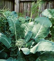 How do you plant a corpse flower seed? Is The Merriwick Flower Real
