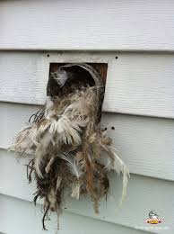 On The Third Day Of Lintmas My Dryer Vent Gave To Me Three French Hen Nests Two Bursting Vents And A Blanket Of L Dryer Vent Clean Dryer Vent Vent Cleaning