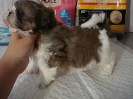 Shih tzus are extremely popular toy dogs and are adorable as puppies. Akc Shih Tzu Puppies Champion Lines For Sale In Newport News Virginia Classified Americanlisted Com