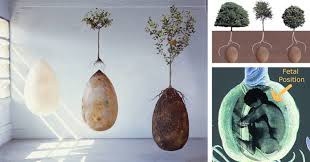 This typically ranges between a burial for now, these pods are merely a concept. Burial Pods That Turn You Into A Tree When You Die The Hearty Soul