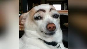 Funny Dog Face With Eyebrows