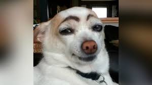 Funny Dog Smile Face