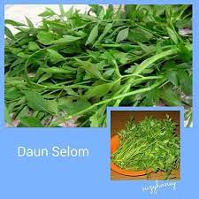 Banyak orang bingung membedakan antara daun selom dan daun seledri, hal ini dikarenakan keduanya memiliki tampilan fisik yang mirip. Daun Selom Sejenis Ulam Yang Mempunyai Yayahfitribeauty Facebook