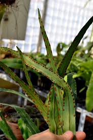 Image result for Lepisorus