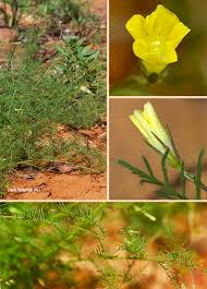 Image result for Xenostegia pinnata