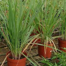 An upscale environment that brings together unique asian, american, and mediterranean flavors to give you creative and beautiful dishes. Buy 1 1 Free Lemon Grass Herb Seeds Online From Nurserylive At Lowest Price