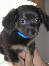 I have six chiweenie puppies looking for a new family. Chiweenie Dog Breed Pictures