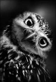 Beautiful Black And White Animal Photography Pin Di Mike S Su Black White Photography Con Immagini Gufo Impagliato Gufi Bianchi Disegnare Animali