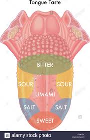 vector medical illustration of schematic map of the tongue