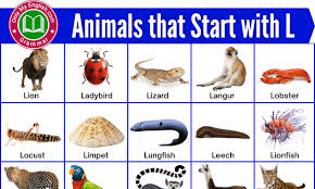 The common animals that start with the letter o are owl, otter, ox, oyster, ostrich, osprey, oryx, ocelot gecko, oriole, okapi, octopus, opossum, oribi. 60 Animals That Start With L Animals Beginning With L Onlymyenglish