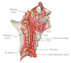 They supply blood to your brain, face, and neck. 2 Carotid Ultrasound Anatomy 123 Sonography