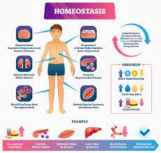 Ls1 3 Feedback Mechanisms And Homeostasis Biology Dictionary