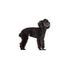Mini poodle, miniature male, 13 weeks fort wayne, indiana. Miniature Poodle Puppies Petland Bolingbrook Il