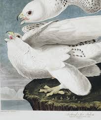 Read verse in new international version Iceland Or Jer Falcon John James Audubon S Birds Of America