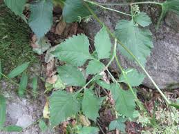 Image result for Pimpinella ledermannii