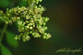 Image result for Zanthoxylum tenuipedicellatum