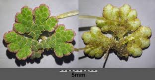 Image result for Azolla filiculoides