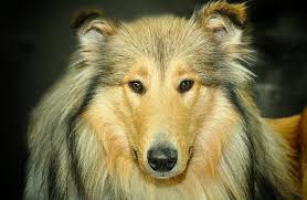 These big dogs don't shed, or at least, not as much as your average pup. Top 13 Big Fluffy Dogs Breed What Breed Is Fluffy Dog