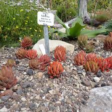 Image result for Coleus cylindraceus