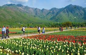 See actions taken by the people who manage and post. Tulip Garden Srinagar A Paradise One Should Not Miss In 2020