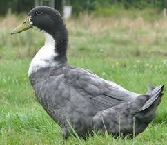 The welsh harlequin is a slightly more petite duck than the others mentioned. Blue Swedish Ducks Wiki Fandom