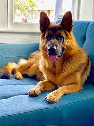They have been specifically chosen based on health, temperament, ability to train and overall. Shiraz Farm German Shepherds Home