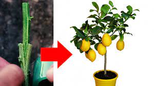 Dwarf citrus trees generally grow to be a maximum of 8 to 10 feet tall. Best Way To Grafting Lemon Tree Youtube