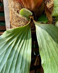 Image result for Platycerium elephantotis