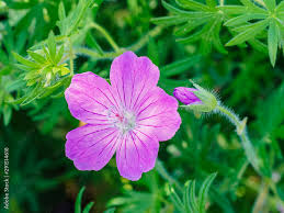 Image result for Onagraceae